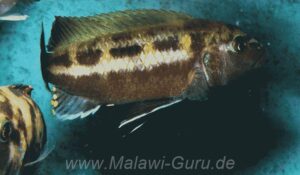Melanochromis baliodigma 'Masinje'